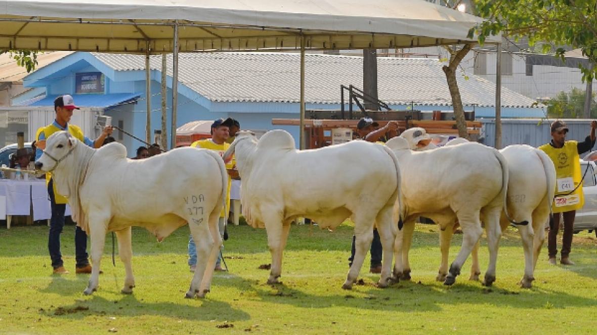 46ª Expoacre reúne mais de 100 zebuínos em pista
