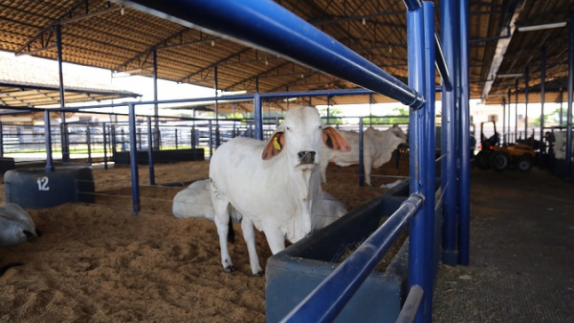 Brahman a campo desperta atenção do mercado pecuário atual