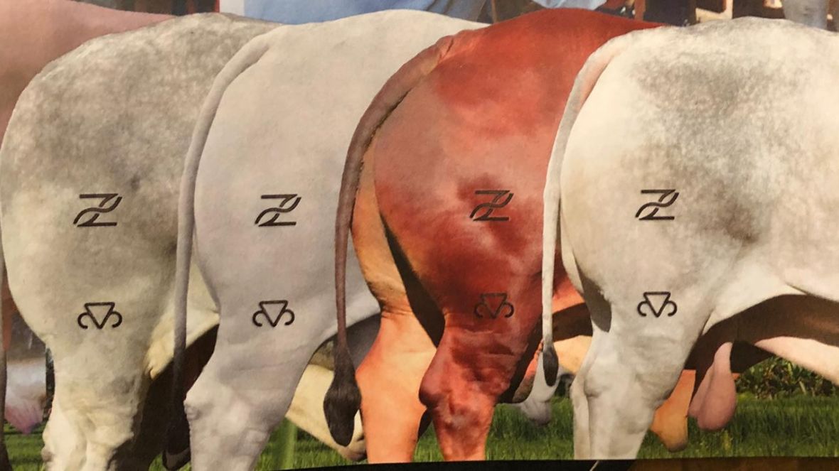 Superintendência Técnica da ABCZ celebra resultados positivos e planeja novas ações para o triênio