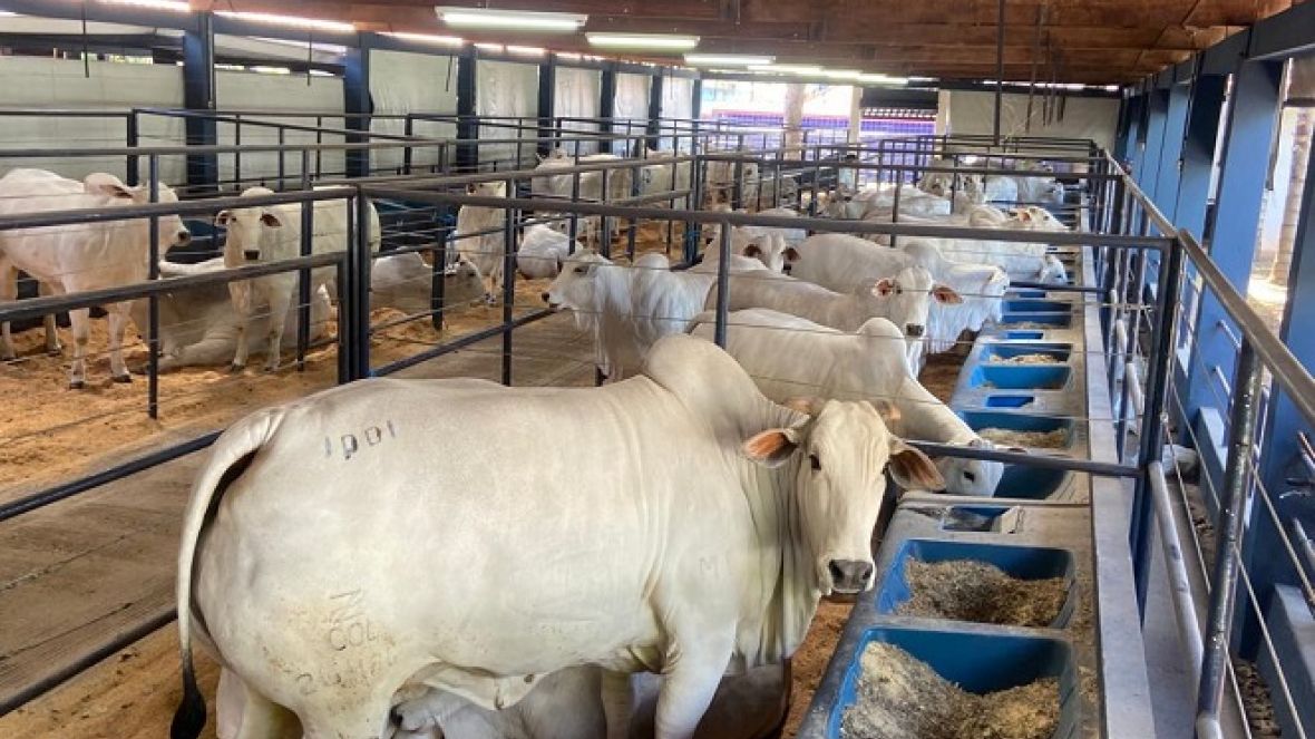 16ª ExpoGenética: Último dia para entrada de animais no Parque Fernando Costa