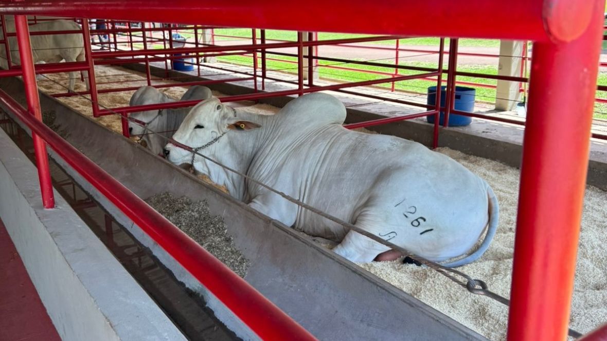 ABCZ comemora sucesso da primeira Feira Pró-Genética do ano