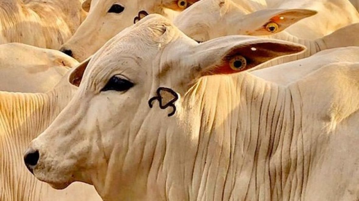 Rebanho do Grupo Otávio Lage recebe acompanhamento do PMGZ