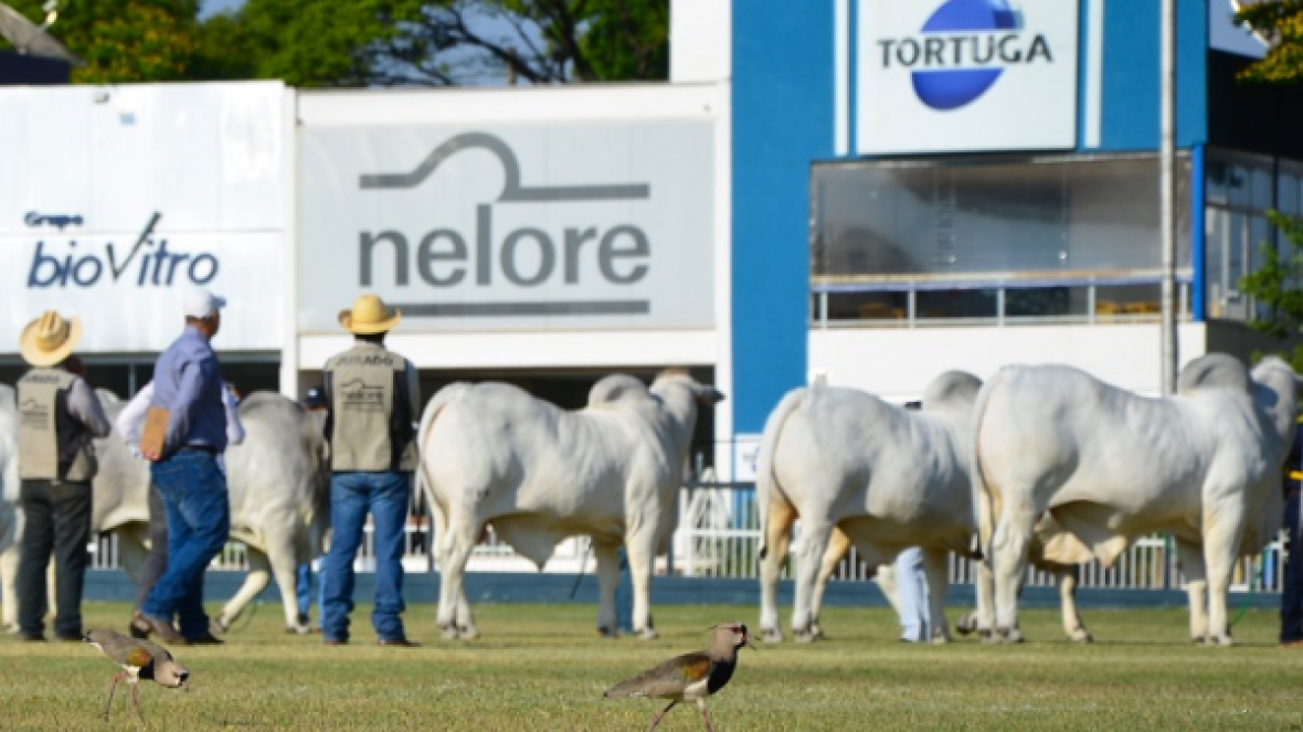 ACNB divulga programação completa da Expoinel 2015