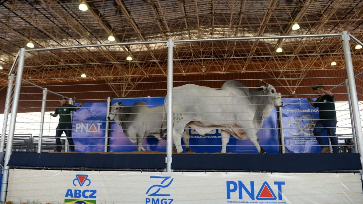 ExpoGenética 2023: ABCZ prepara programação que destaca o melhoramento genético de zebuínos