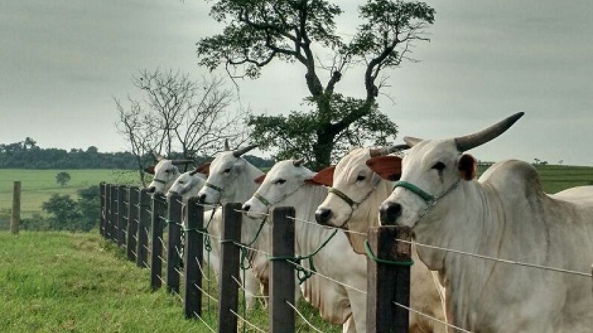 Criatórios tradicionais escolhem o PMGZ como programa de melhoramento genético