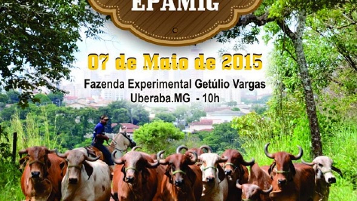 EPAMIG realiza tradicional leilão Gir Leiteiro na Expozebu 2015