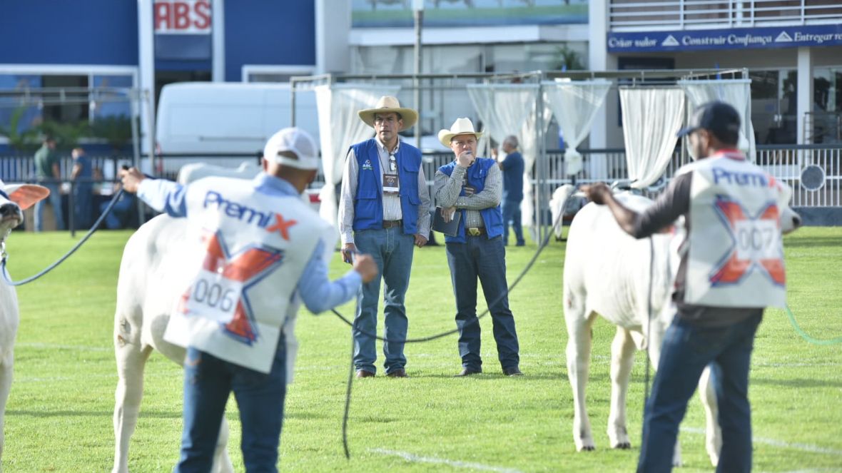 90ª ExpoZebu: iniciados os julgamentos de animais; anúncio dos Grandes Campeões acontece no sábado (3)