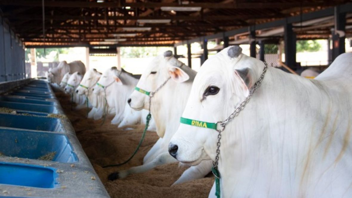 Expoinel Minas 2023 começa no próximo dia 1º