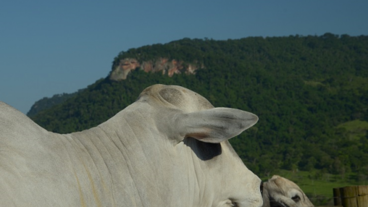 Projeto de Lei estimula produtividade e cuidados ambientais