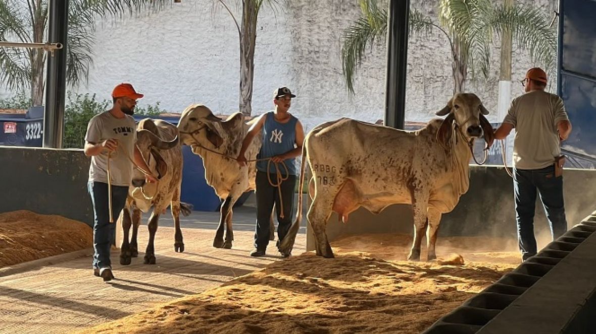Animais da 88ª ExpoZebu começam a chegar ao Parque Fernando Costa