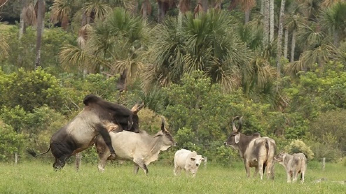 Mercado pede touro com RGD 