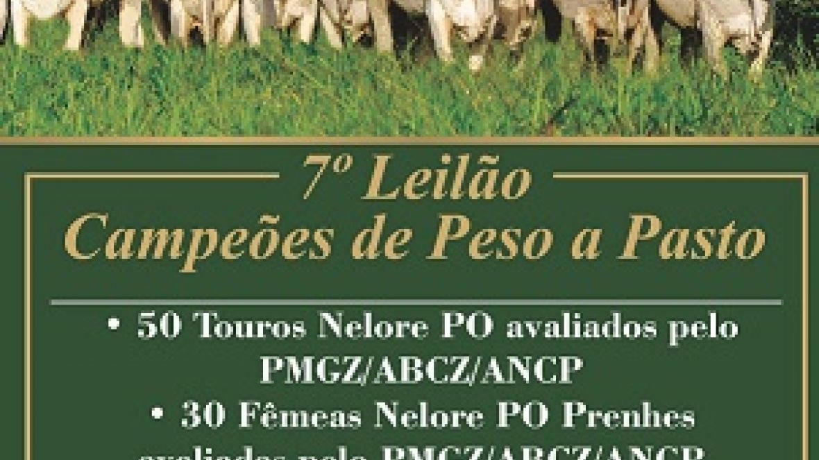 7º Leilão Campeões de Peso a Pasto oferta Nelore avaliado pelo PMGZ