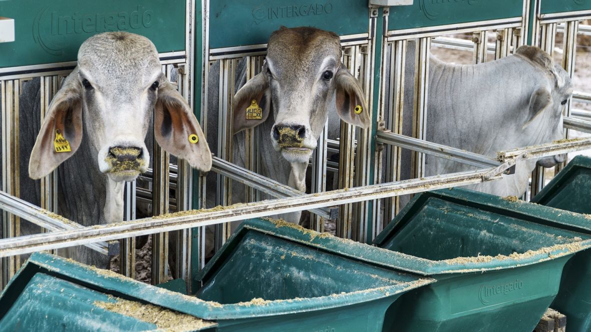 Associação de Brahman realiza I Fórum de Atualização Técnica da Raça