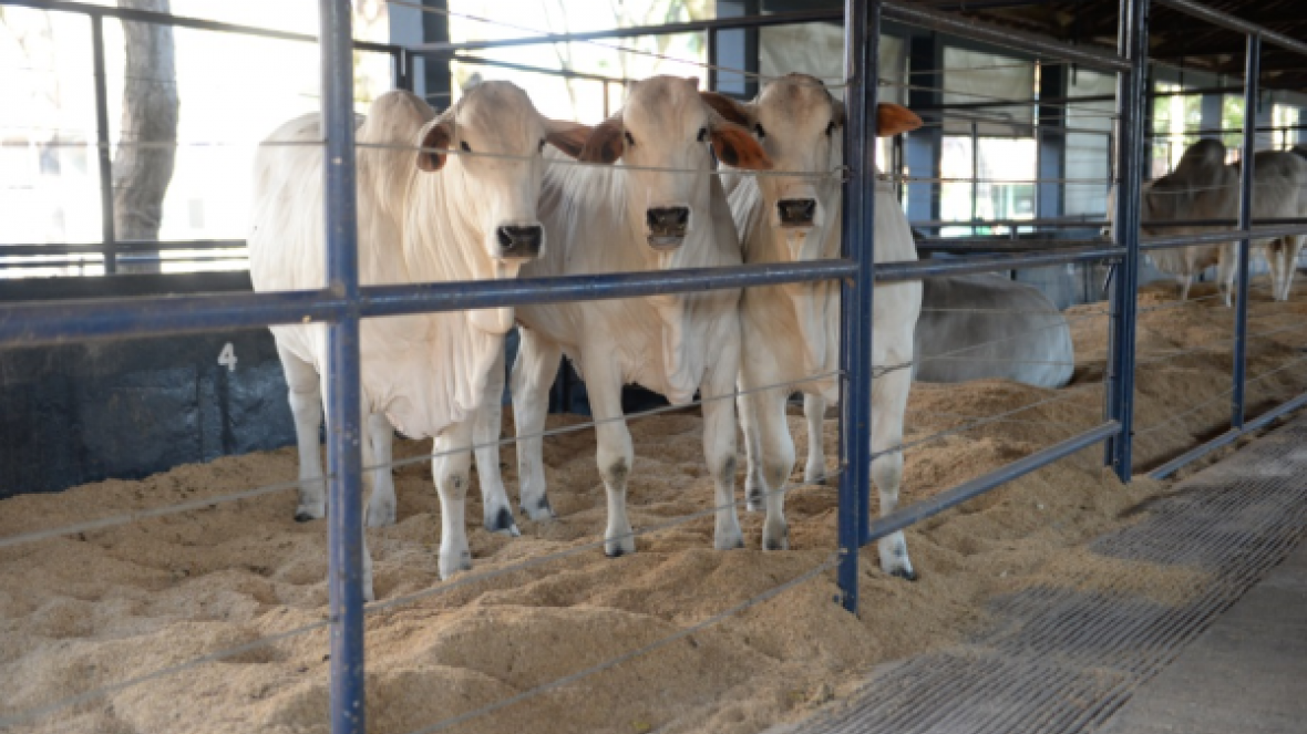 ABCZ/Embrapa lançam primeiro Sumário Integrado com avaliação genômica nesta segunda (20)