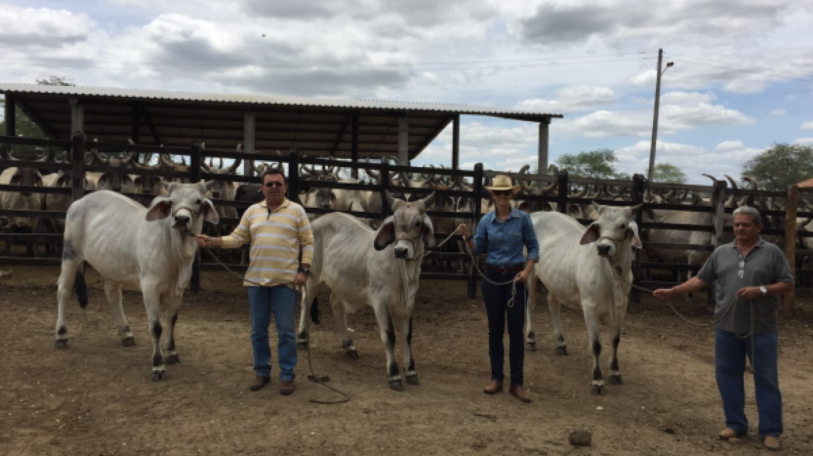 ABCZ registra primeiros clones produzidos pela Fazenda Teotônio