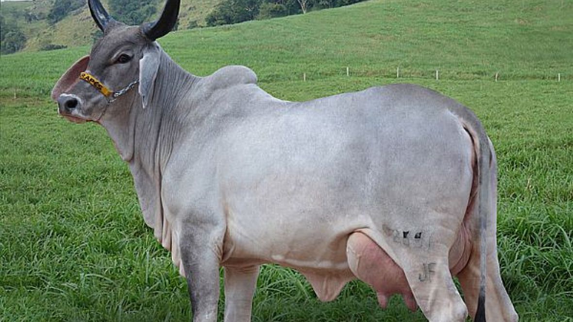 Guzerá tem nova recordista mundial de produção de leite 