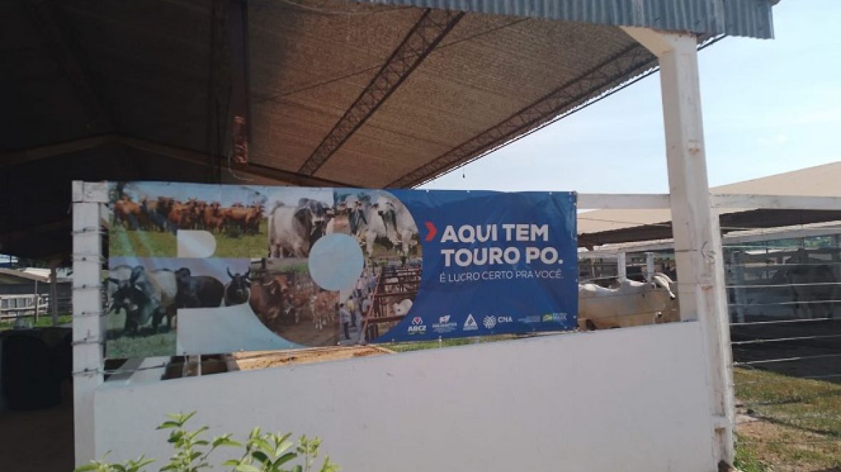 Feira de Touros Pró-Genética em Guarantã do Norte (MT) registra melhor resultado do ano para o estado