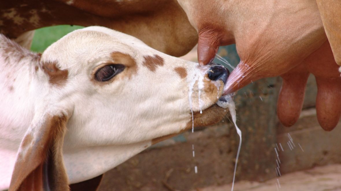 ABCZ amplia possibilidades para produtores de leite 100% zebuíno obterem selo Leite de Zebu