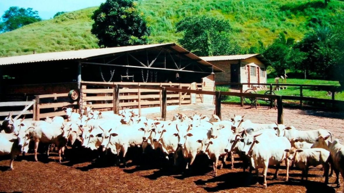 ABCZ fará os primeiros registros da raça Punganur durante  ExpoZebu