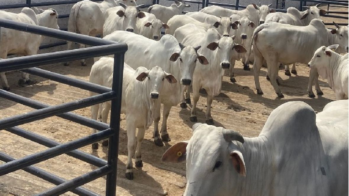 Animais da ExpoGenética começam a chegar ao Parque Fernando Costa