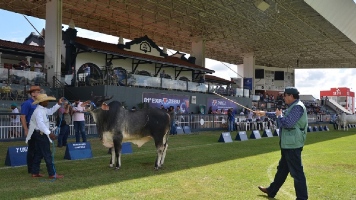 Inscrições abertas para curso de Pós-graduação em Julgamento das Raças Zebuínas