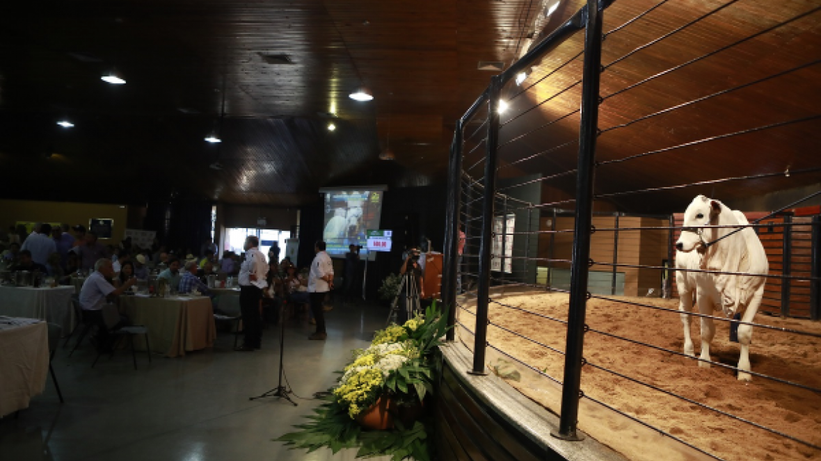 ExpoZebu 2019: leilões e shoppings confirmados já superam edição passada