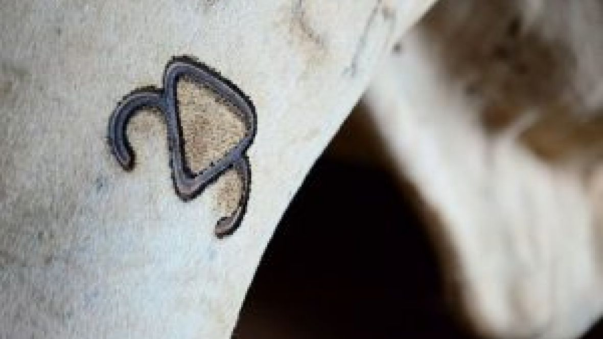 Pesquisa comprova que touros POs são melhoradores