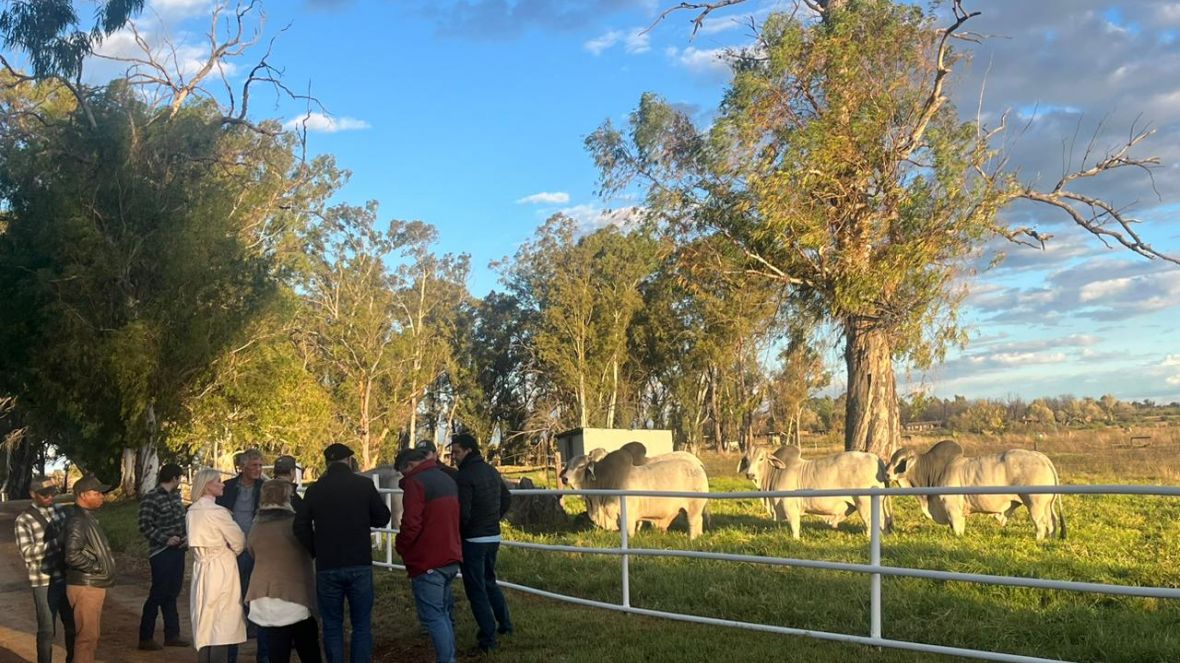 ABCZ na África: Brazilian Cattle realiza missão em Angola e África do Sul