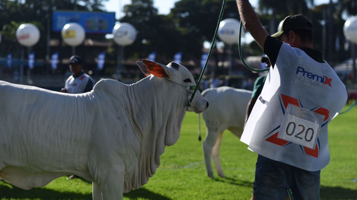 Iniciados os julgamentos das raças zebuínas na 89ª ExpoZebu 