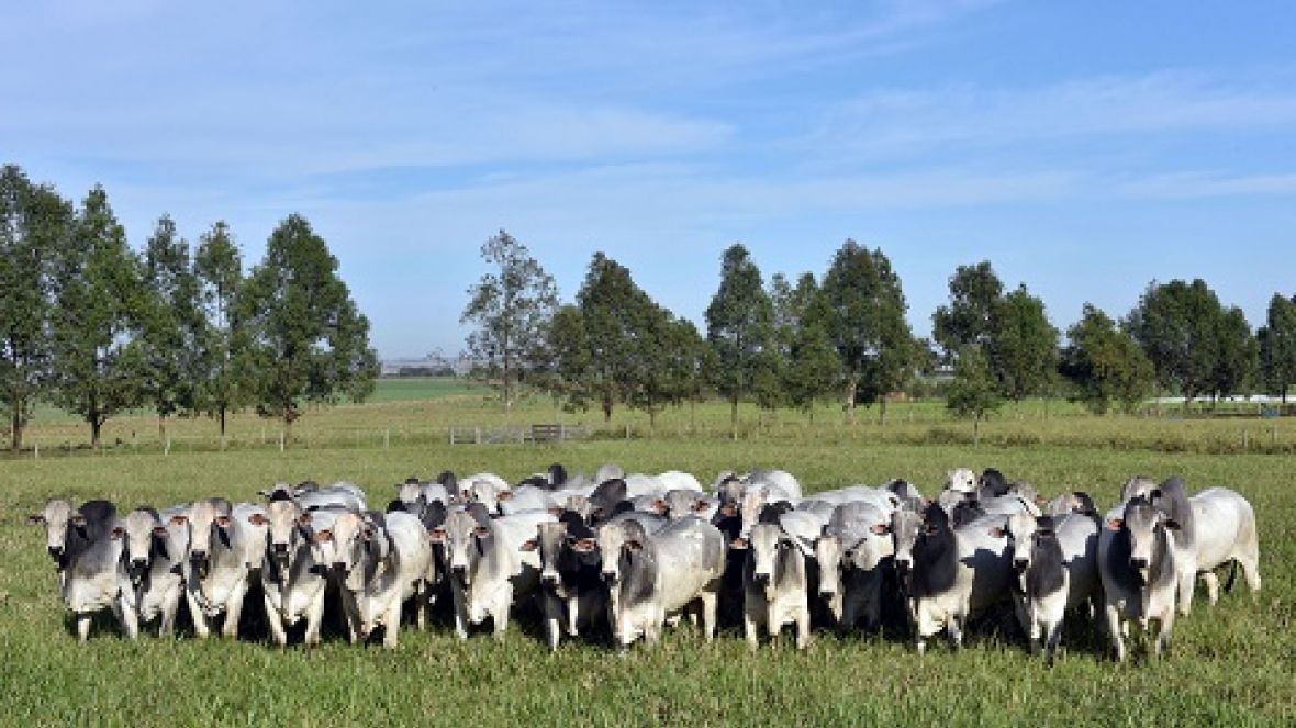 Criatórios tradicionais destacam genética como insumo multiplicador da pecuária