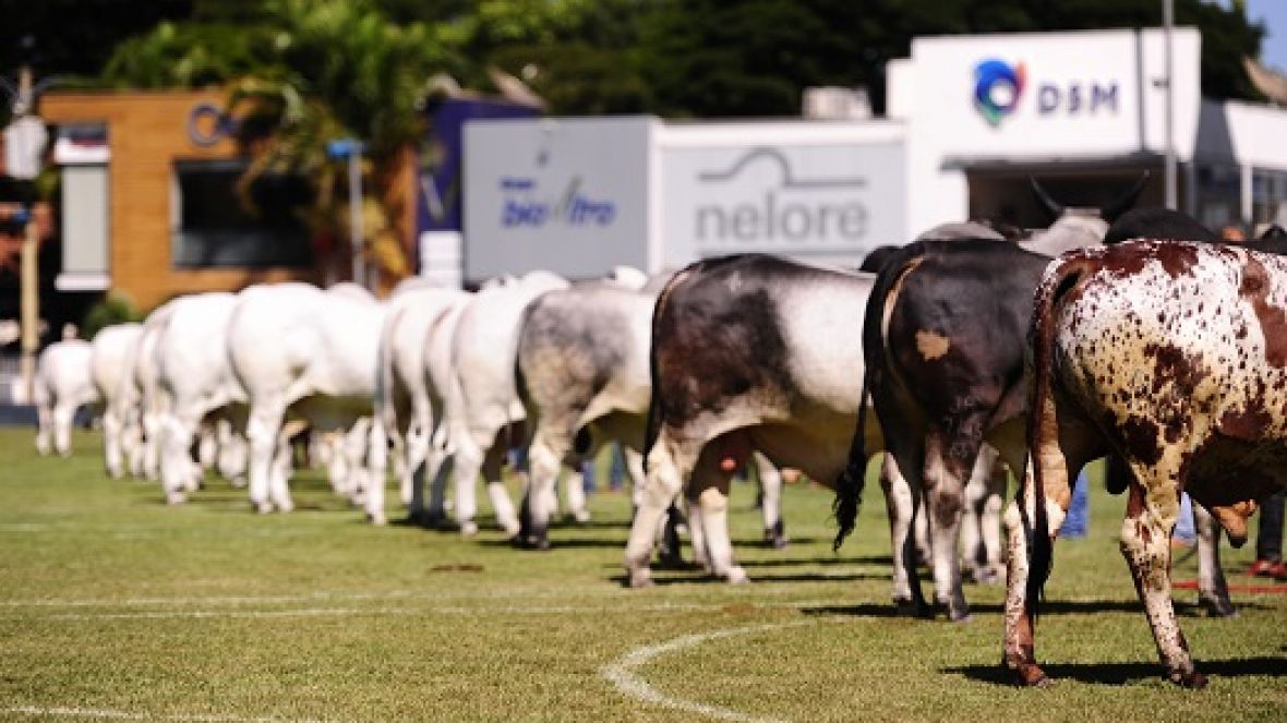 Jurados da ExpoZebu 2018 serão anunciados ao vivo