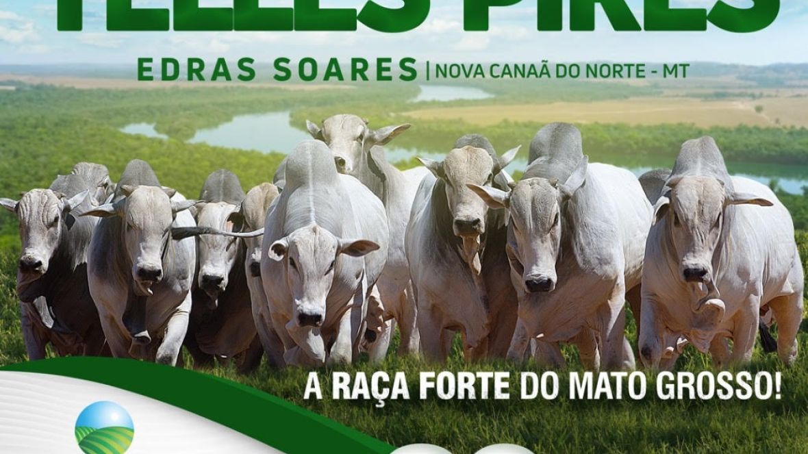 ‘'2º Leilão Virtual Fazenda Telles Pires’ irá ofertar mais de 80 exemplares de Nelore PO