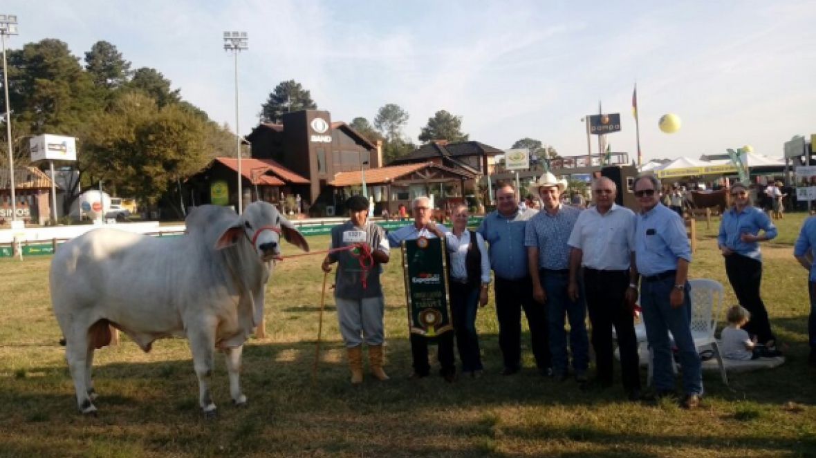 ABCZ marca presença na Expointer 2017 e participação de zebuínos cresce 44%