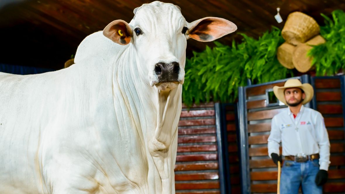 Temporada de leilões da 18ª ExpoGenética já alcançou mais de R$ 50 milhões em negócios