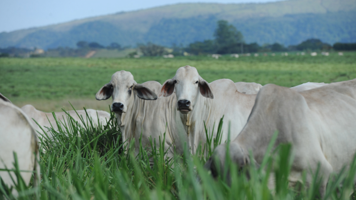 Esalq/USP debate pecuária de corte