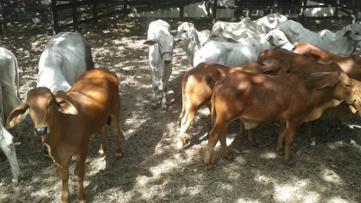 4ª PGP da ANORC começa hoje 