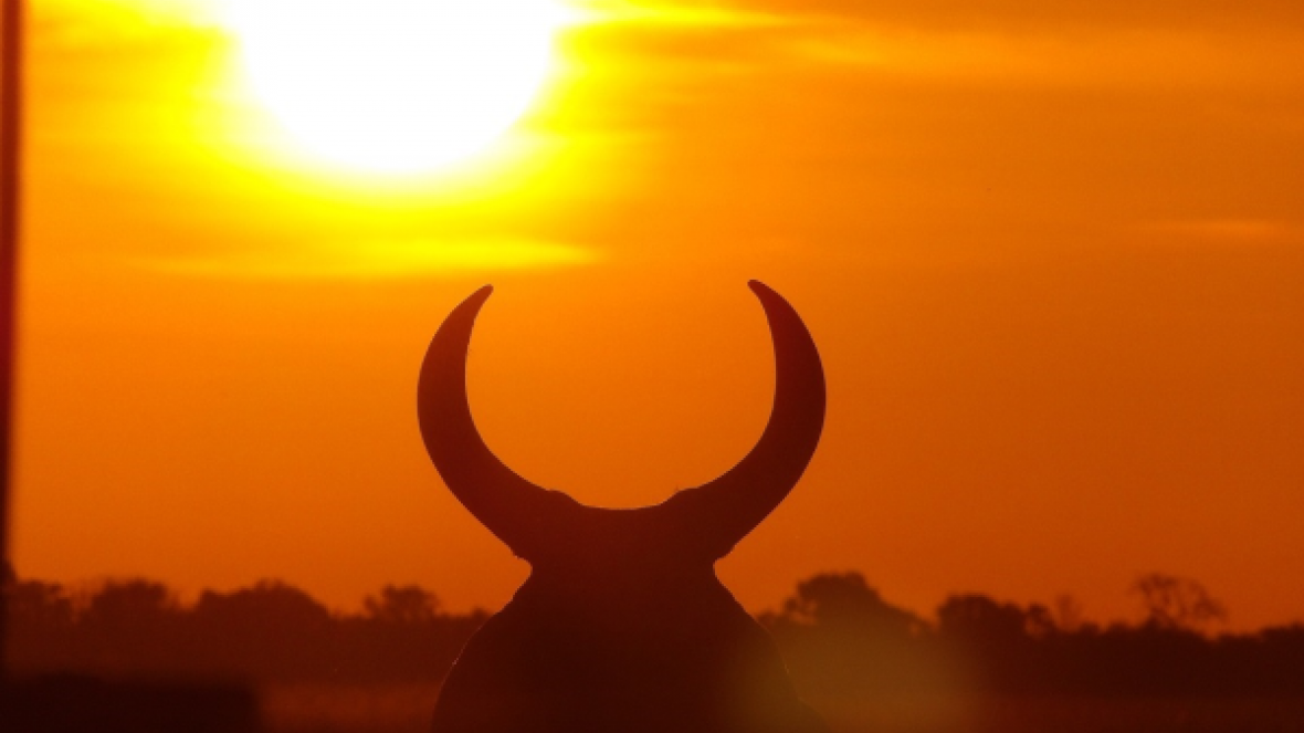 Criatórios do Oeste da Bahia iniciam 4 PGPs de Guzerá e Nelore esta semana