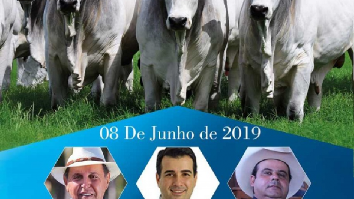 ?2º Leilão Nelore JV? acontece no próximo dia 8