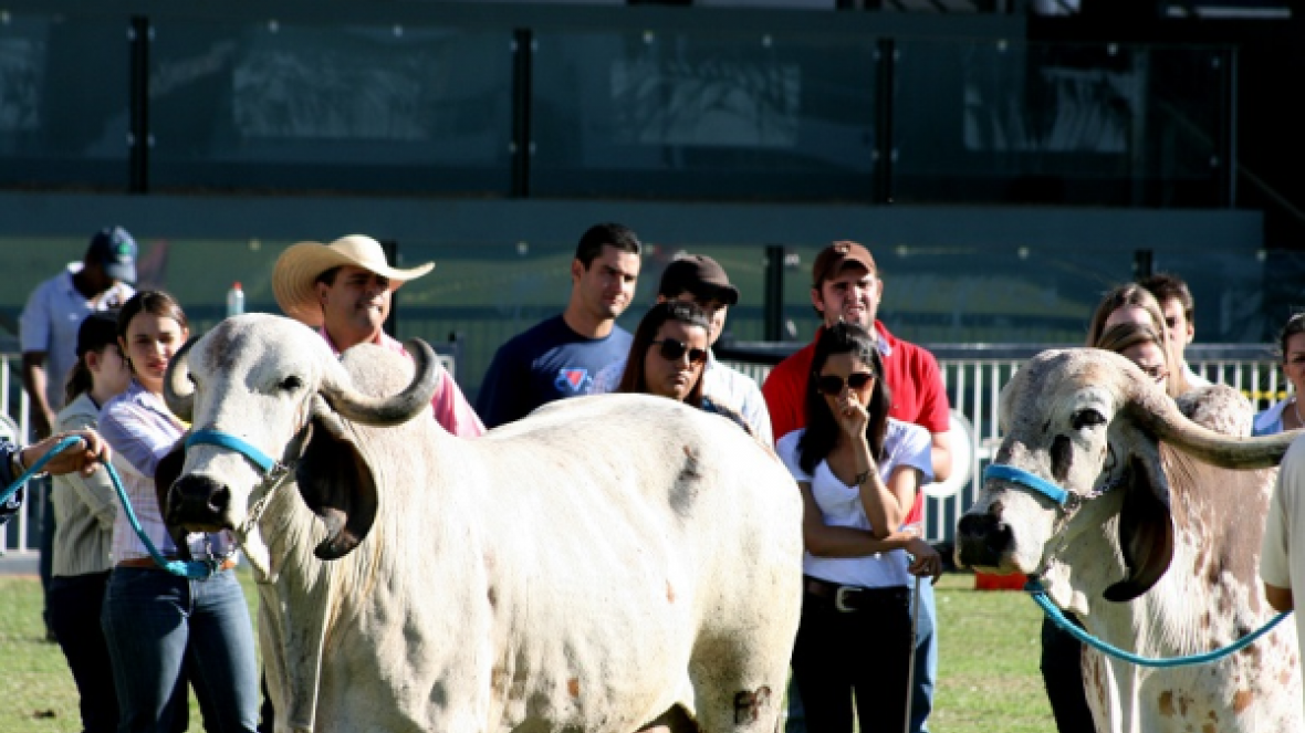 FENAGRO na Bahia terá Curso de Escolha de Reprodutores e Matrizes de Zebuínos 