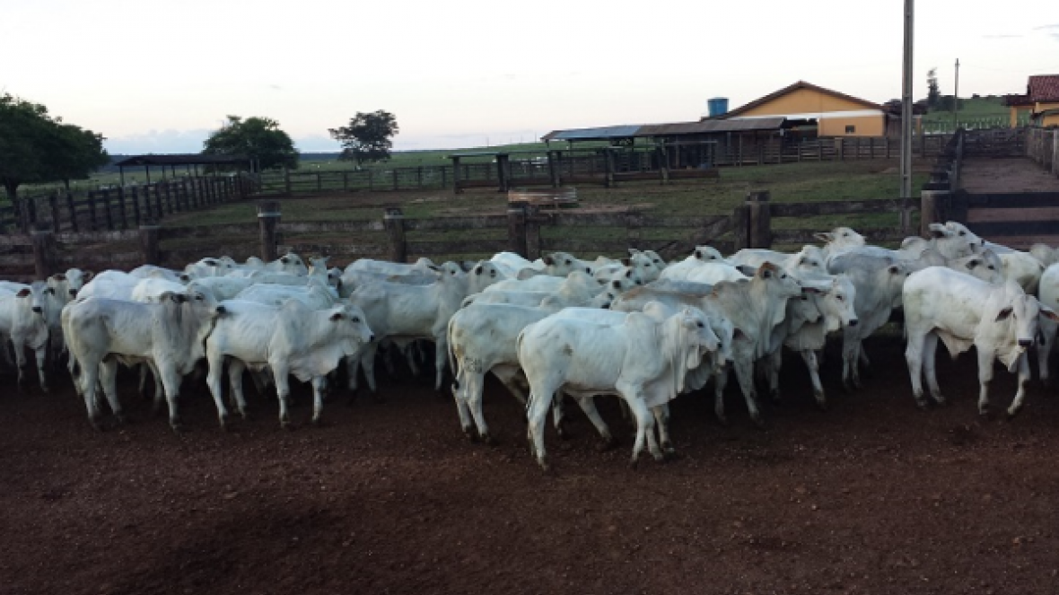 Nelore MT promove PGP coletiva a pasto