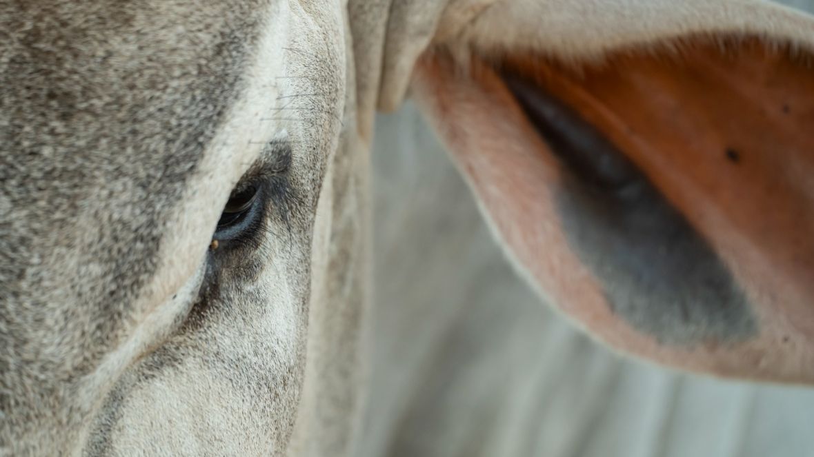 18ª ExpoGenética: confira a programação de sexta-feira (22)