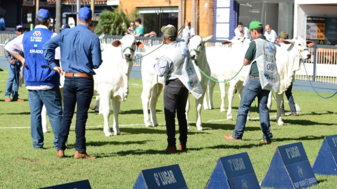 Com transmissão ao vivo, ABCZ realiza sorteio para escolha de jurados para ExpoZebu 2019 nesta terça