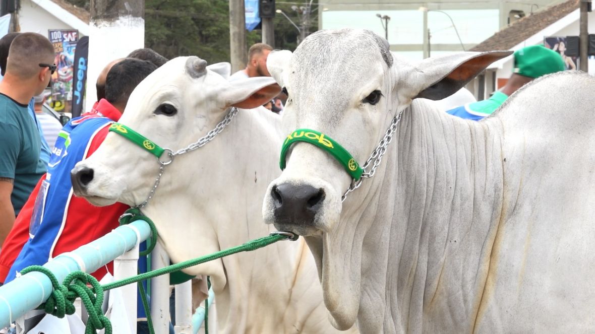 Em edição especial de 100 anos, Expo Cordeiro recebe diretoria da ABCZ