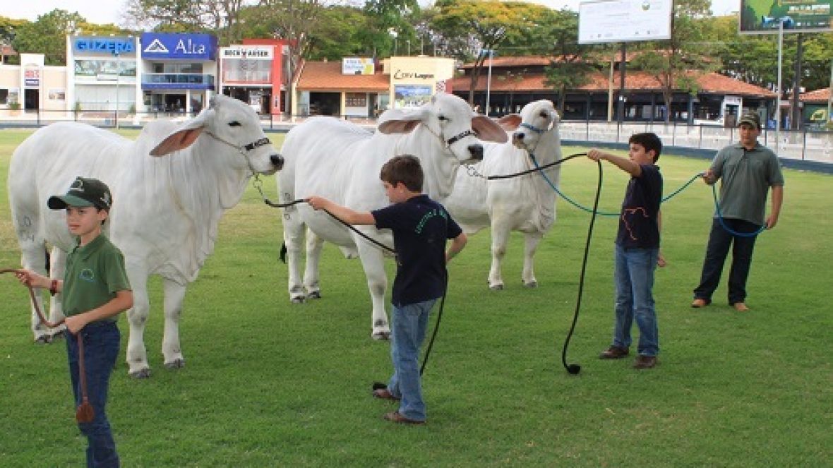 Projeto Crescendo com o Brahman será realizado na ExpoZebu