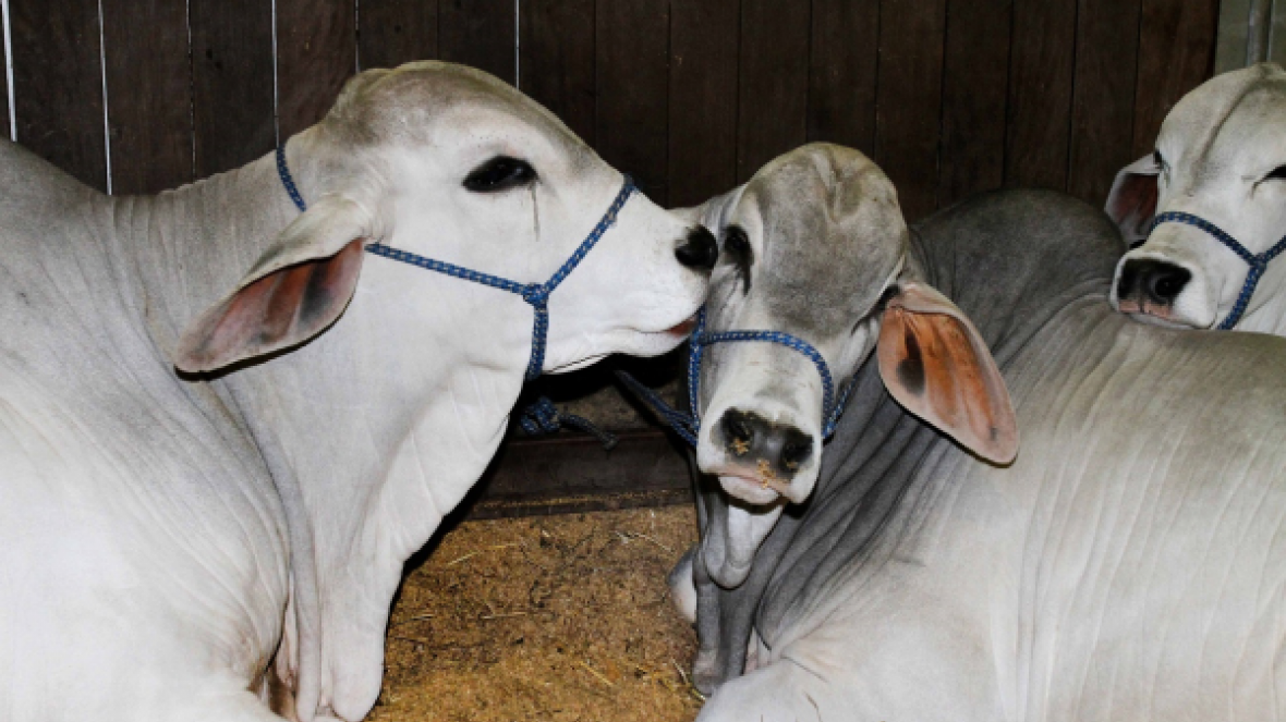 Inscrições para Expointer vão até sexta