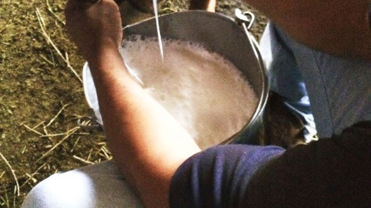 Pesagem oficial do 4º Concurso Leiteiro Natural começa nesta terça 