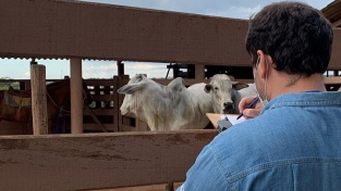 TDEA PNAT 2020: Uberaba começou a receber animais inscritos