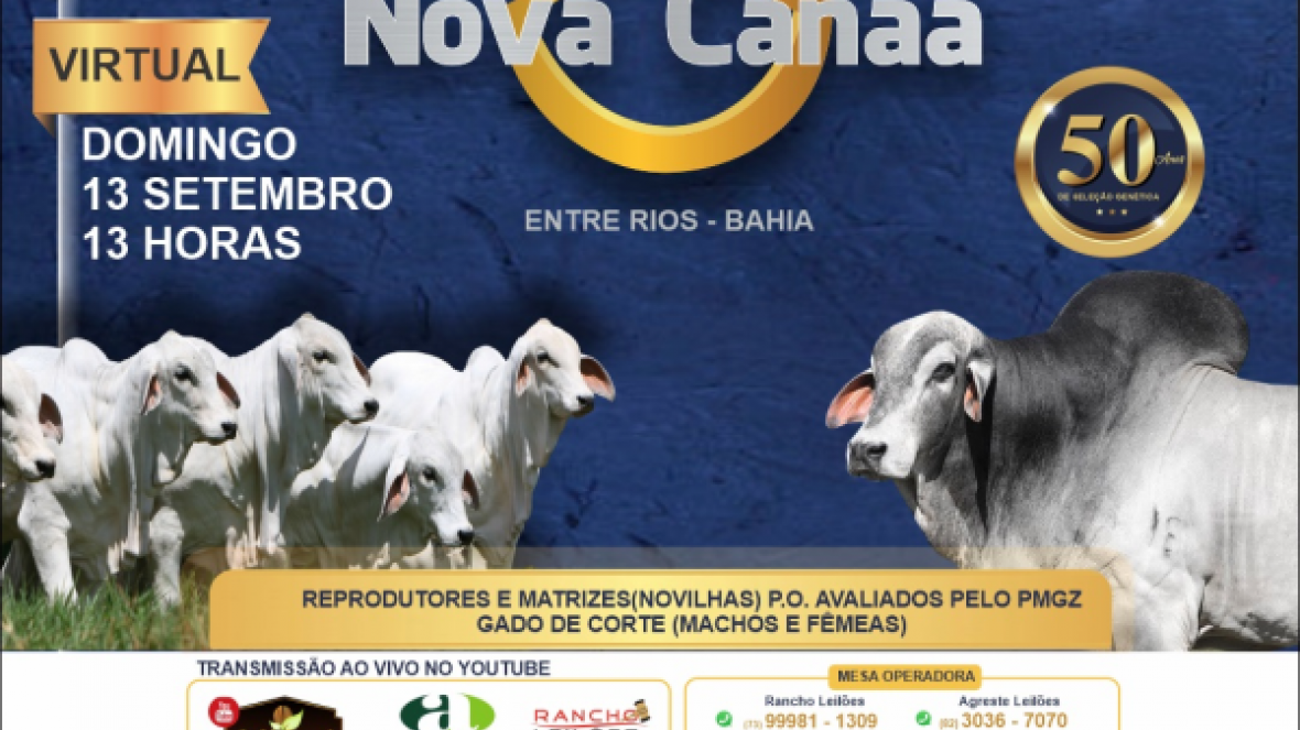 ?4º Leilão Virtual Tabapuã Fazenda Nova Canaã? irá ofertar animais PMGZ no domingo (13)