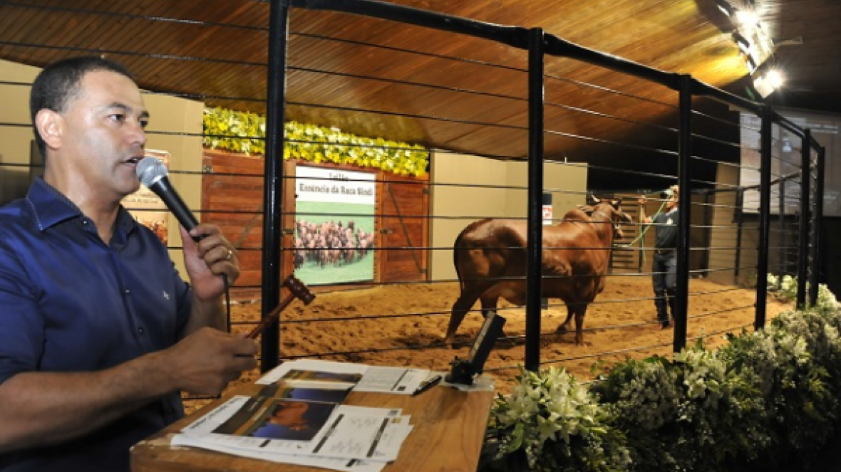 Leilões da ExpoZebu 2015 ultrapassam R$35 milhões