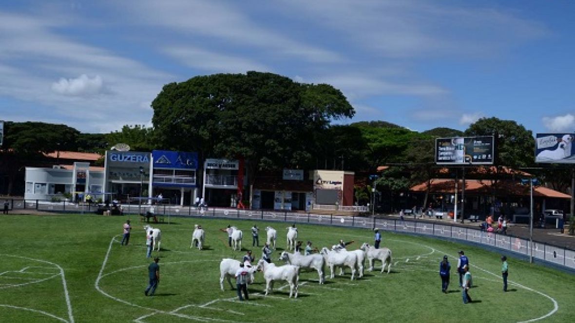 ExpoZebu 2022: Número de animais inscritos já é 86% maior na comparação com edição anterior